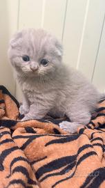 Scottish Fold manto Lilac