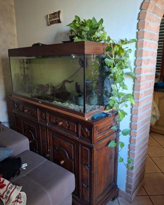 acquario + pesci + arredamento