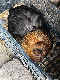 Gallina moroseta