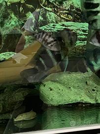 Frontosa