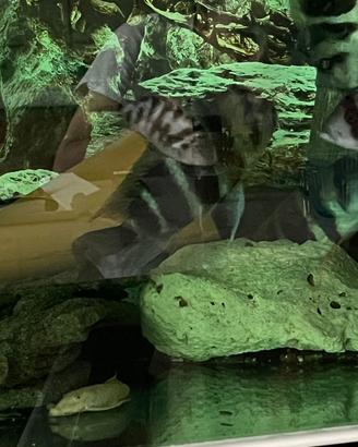 Frontosa
