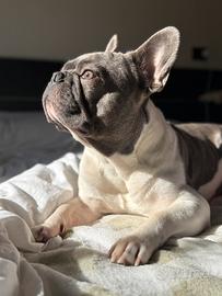 Bulldog francese