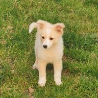 Cucciola due mesi in adozione