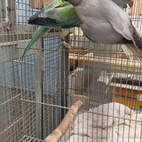 Parrocchetti dal collare