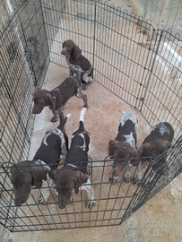 Bracco tedesco Kurzhaar