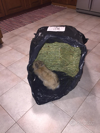 Fieno polifita per conigli e cavie