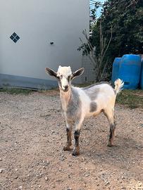 Capra tibetana
