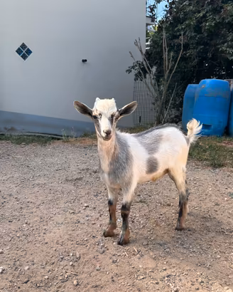 Capra tibetana