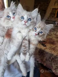 Ragdoll