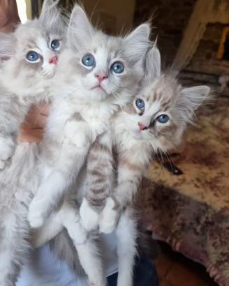 Ragdoll