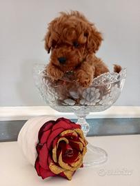 Barboncino Red con microchip