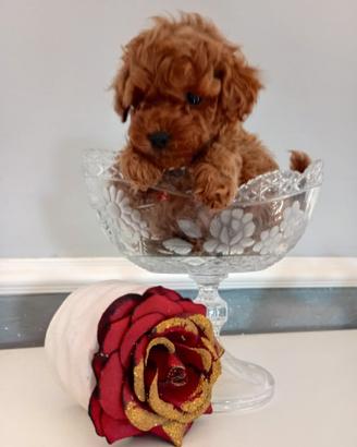 Barboncino Red con microchip