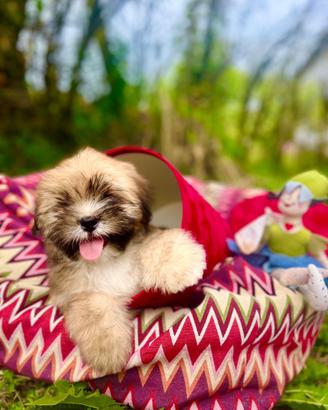 Cuccioli di Lhasa Apso