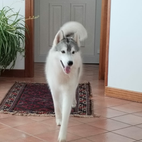 Siberian husky maschi