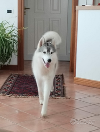 Siberian husky maschi