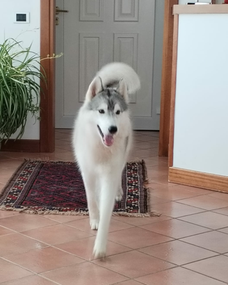 Siberian husky maschi