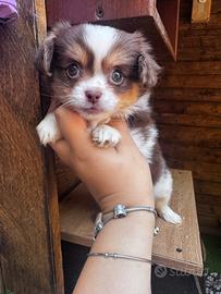 Chihuahua femmina a pelo lungo ipertipica