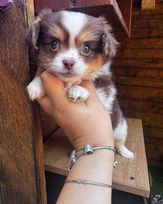 Chihuahua femmina a pelo lungo ipertipica