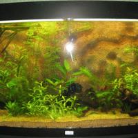 Acquario juwel vision 240