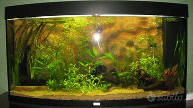 Acquario juwel vision 240