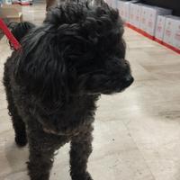 Barboncino Toy per accoppiamento