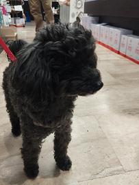 Barboncino Toy per accoppiamento