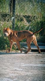 Maschio PittBull per monta