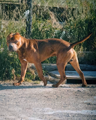 Maschio PittBull per monta