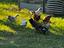 Immagine 5