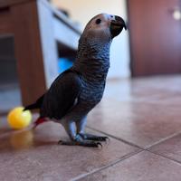 Pappagallo cenerino coda rossa