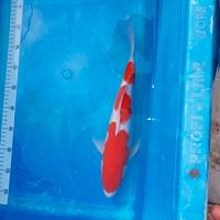 Carpa koi