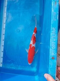 Carpa koi
