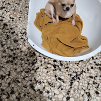 CGT chihuahua mini Toy con pedigree femmina