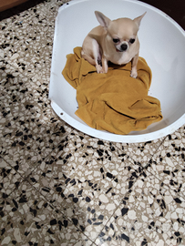 CGT chihuahua mini Toy con pedigree femmina