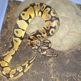 Pitone reale maschio