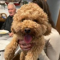 Disponibile Barboncino Toy per monta