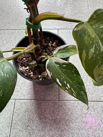 Philodendron Erubescens ‘White Princess’