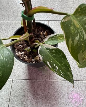 Philodendron Erubescens ‘White Princess’