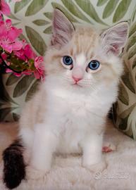 Gattino RAGDOLL Seal Lynx Bicolor con Pedigree