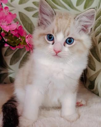 Gattino RAGDOLL Seal Lynx Bicolor con Pedigree
