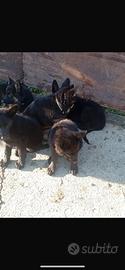 Cuccioli di pastore tedesco nero