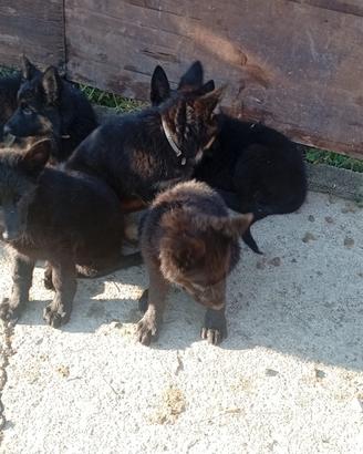 Cuccioli di pastore tedesco nero