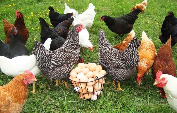 Galline ovaiole miste pronte da uovo
 in vendita a Padova