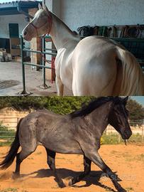 Stalloni quarter cremello e Blue roan per monta