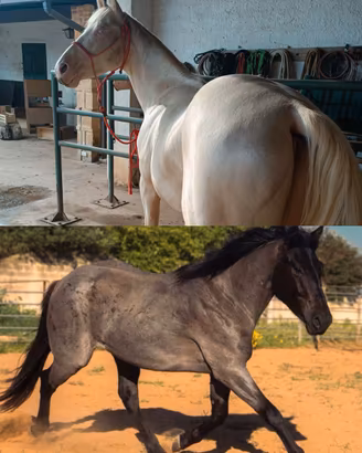 Stalloni quarter cremello e Blue roan per monta