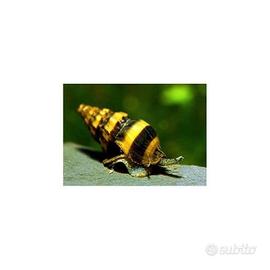 Lumache killer per acquario 