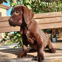 Cucciole Labrador cioccolato con Pedigree Enci