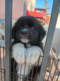 cuccioli  di ascchi