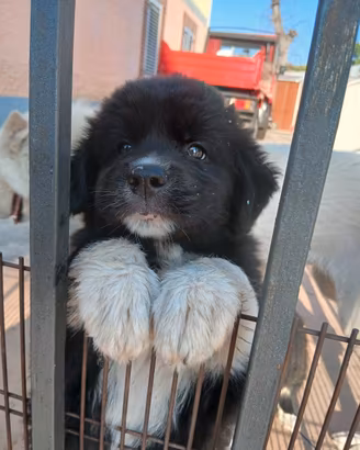 cuccioli  di ascchi