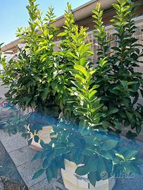  pianta di limoni